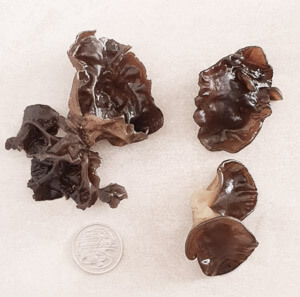 dried and rehydrated Judae's ear or wood ear mushrooms compared to the size of a coin